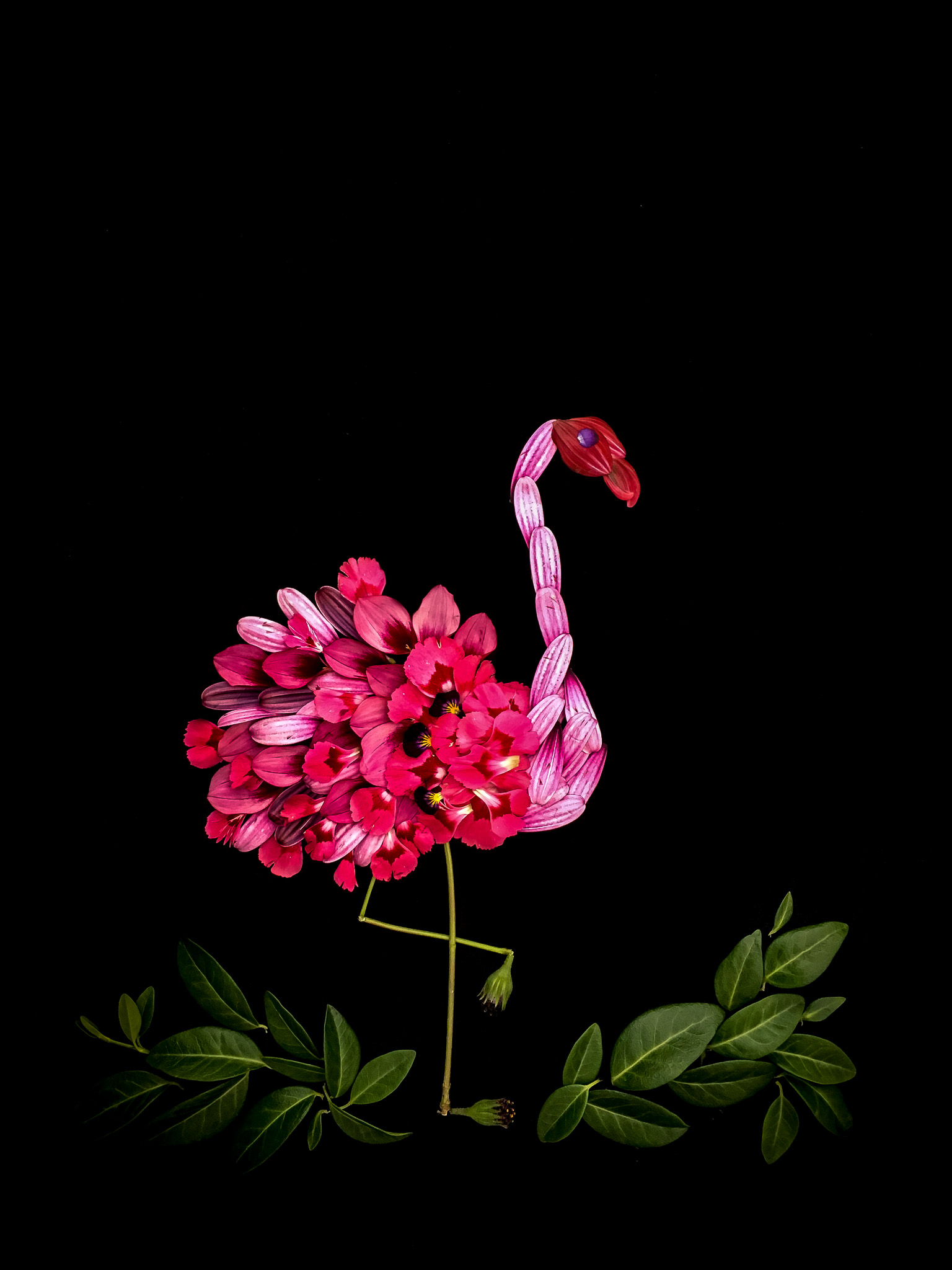 blomsterpill flamingo