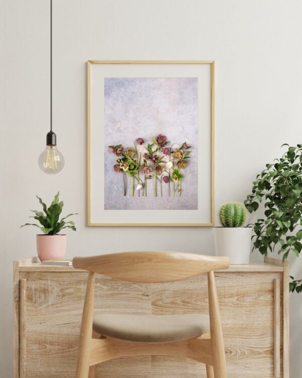 Fine Art Print Helleborus Fritillaria